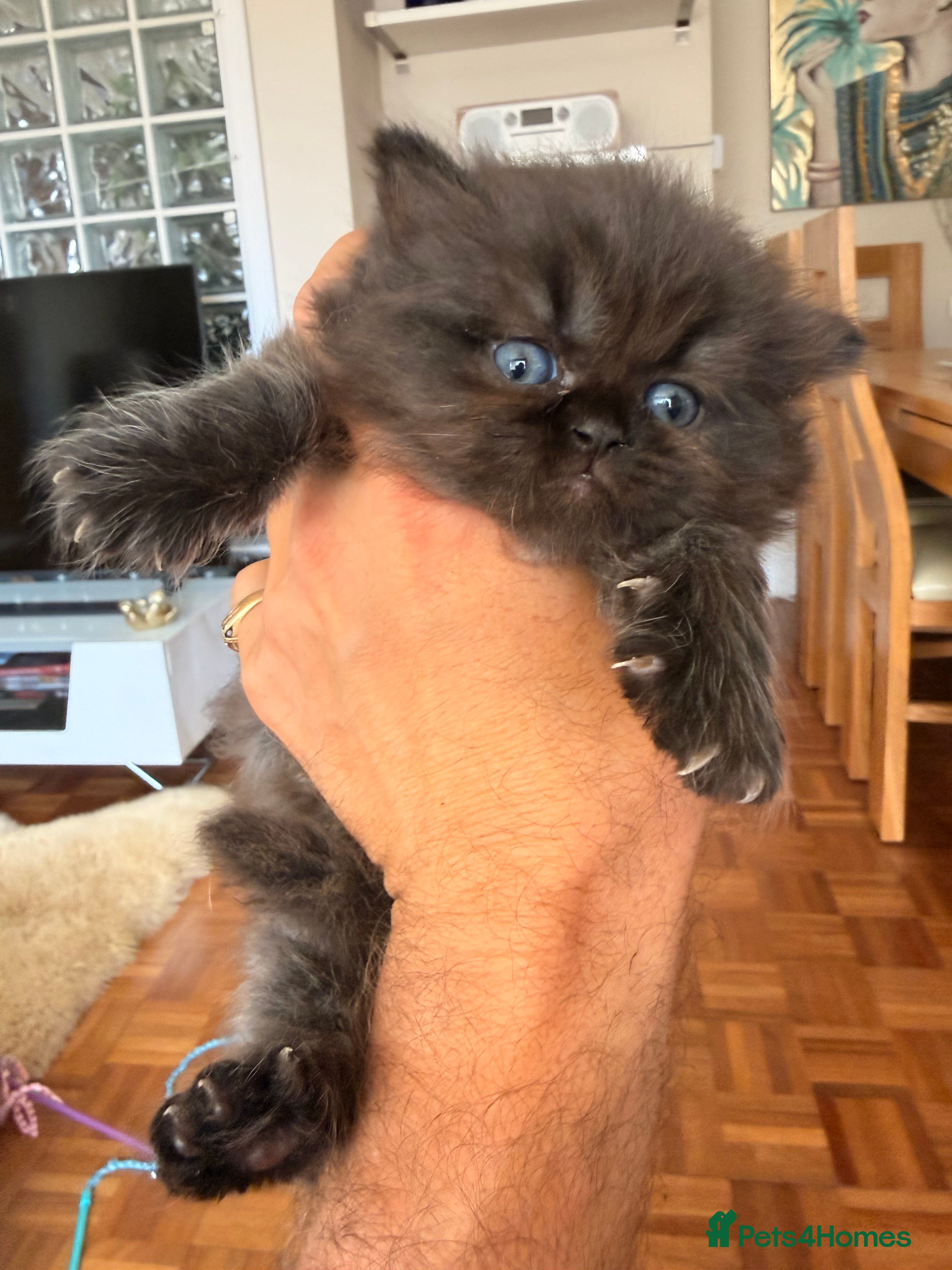 British Longhair cats for sale: Beautiful rainbow litter now available to reserve - Advert 25