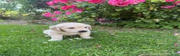 Golden Retriever dogs for sale: Chunky golden retriever puppies, kc registered in Poulton-le-Fylde - Advert 10
