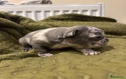 French Bulldog dogs for sale: 4 French bulldogs 2 fluffy - Image 5