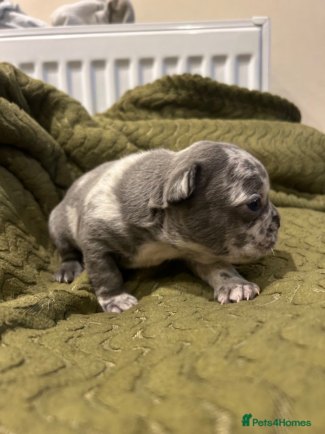 French Bulldog dogs for sale: 4 French bulldogs 2 fluffy - Image 5