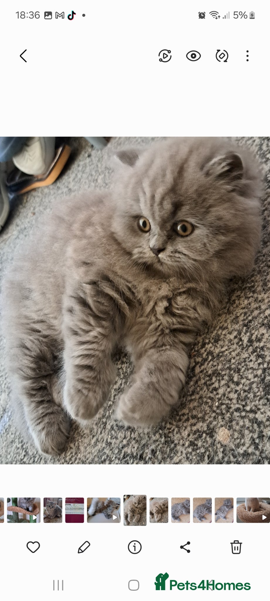 British Longhair cats Chunky BLH&BSH kittens. 2 kittens left. PETS ONLY - Advert 1