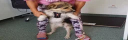 Mixed Breed dogs for adoption: BEN's Journey to Safety - Advert 16