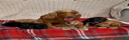 Cocker Spaniel dogs for sale: STUNNING COCKER SPANIEL PUPPIES  - Advert 16