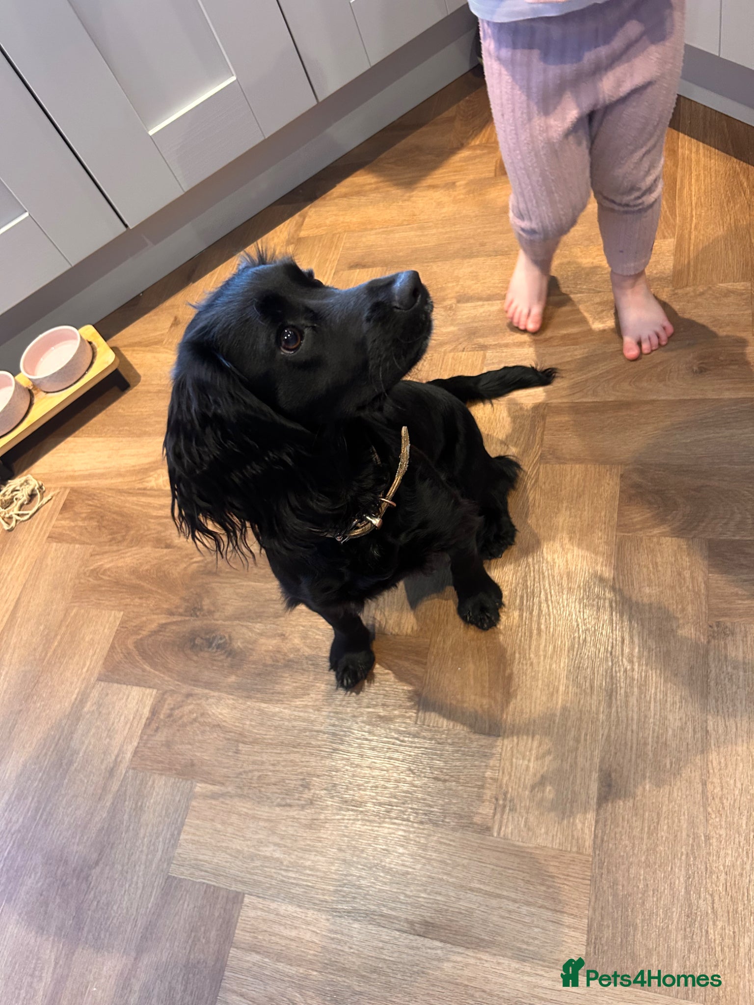 Cocker Spaniel dogs 7 month old female cocker spaniel - Advert 3