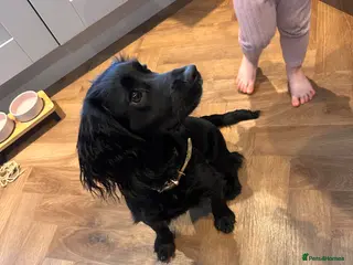 Cocker Spaniel dogs 7 month old female cocker spaniel - Advert 3