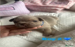 French Bulldog dogs for sale: French Bulldog Puppies - Image 4
