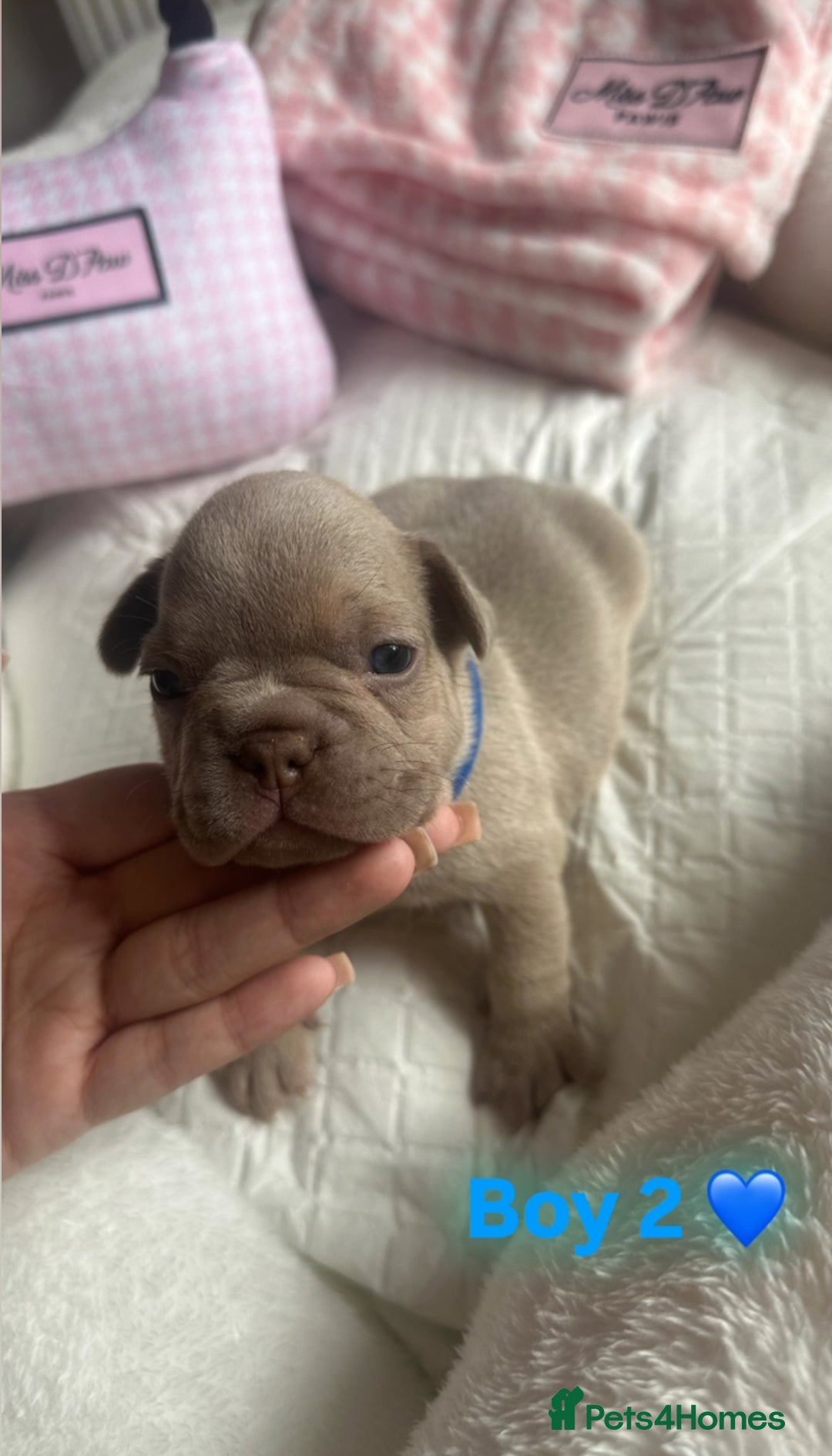 French Bulldog dogs for sale: French Bulldog Puppies - Image 4