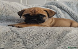Bullmastiff dogs for sale: K.c registered Bullmastiff puppies  - Image 17