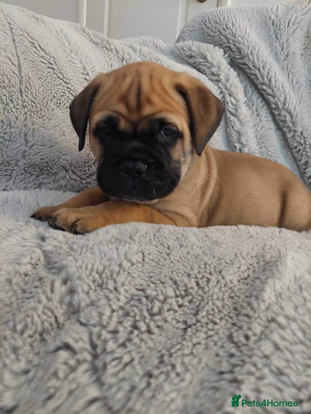 Bullmastiff dogs for sale: K.c registered Bullmastiff puppies  - Image 17