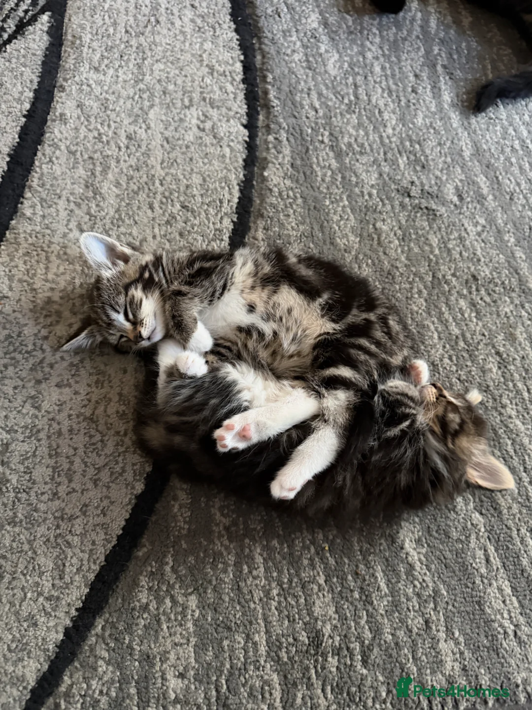 Domestic Shorthair cats for sale: Adorable Kittens - Advert 12