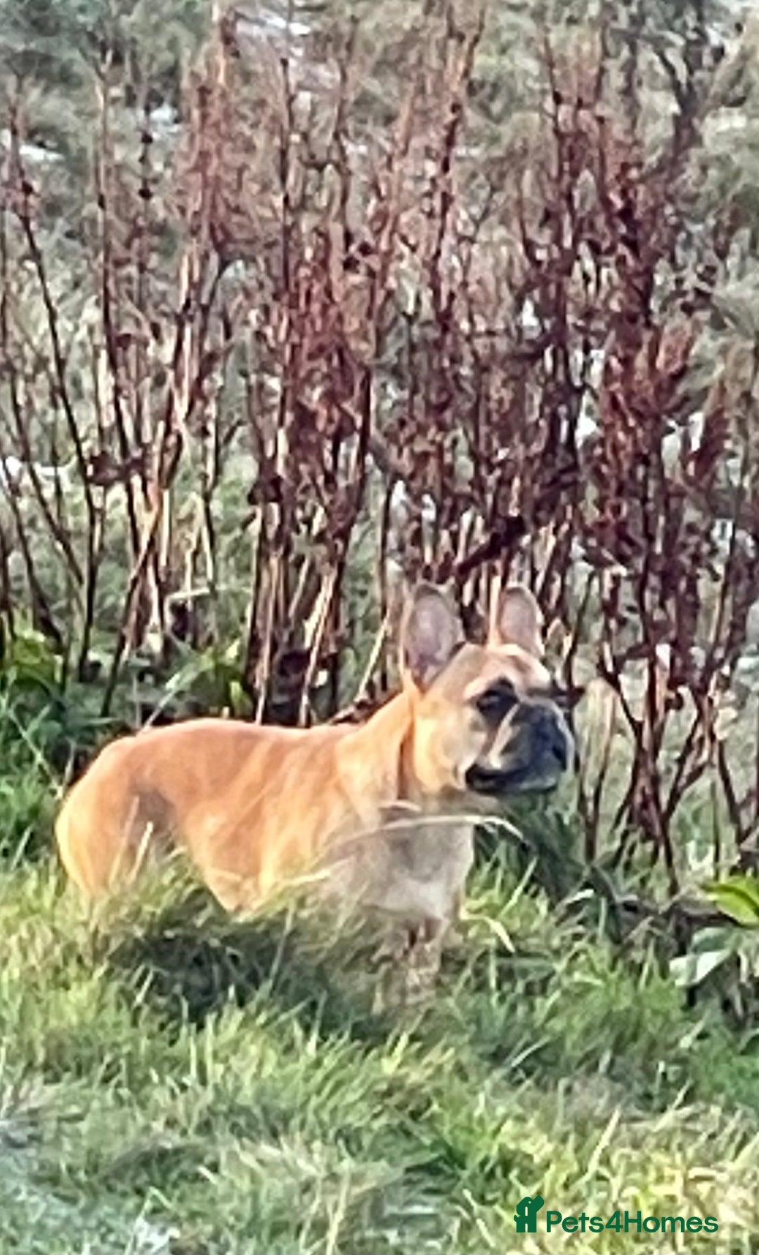 French Bulldog dogs for sale: KC REGISTERED HEALTH TESTED FRENCH BULLDOG  - Advert 6