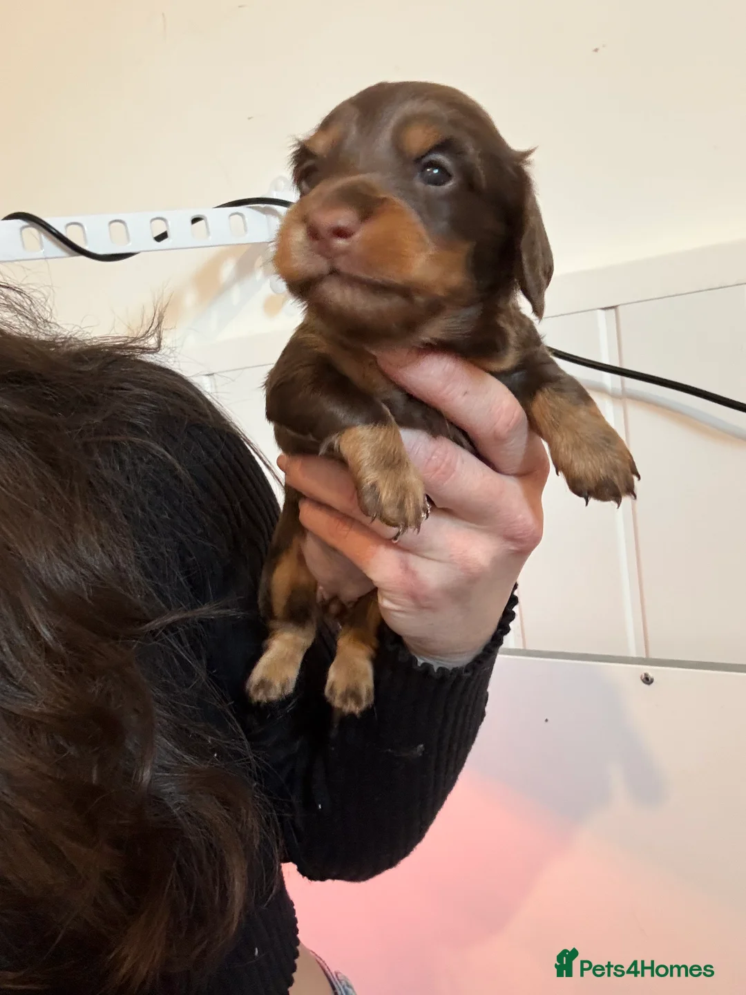 Dachshund dogs for sale: LONGHAIRED MINIATURE DACHSHUND KC REG PRA CLEAR - Advert 9