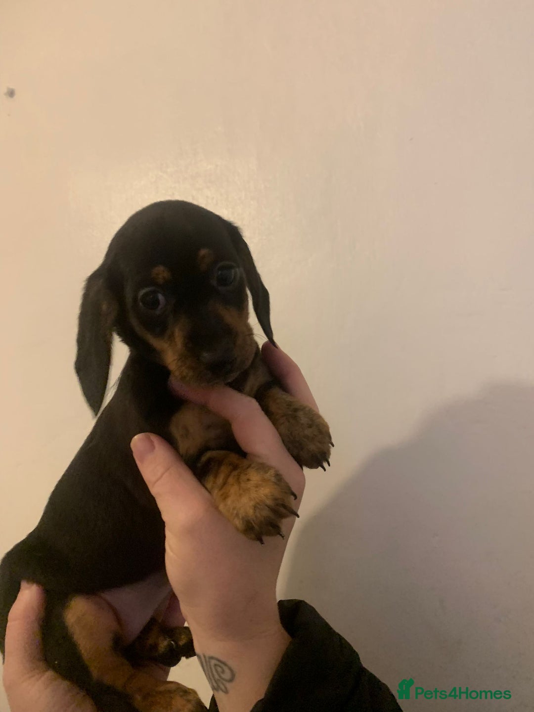 Miniature Dachshund dogs for sale: Reduced!!K.C miniature daschunds Ready to go!! - Image 18