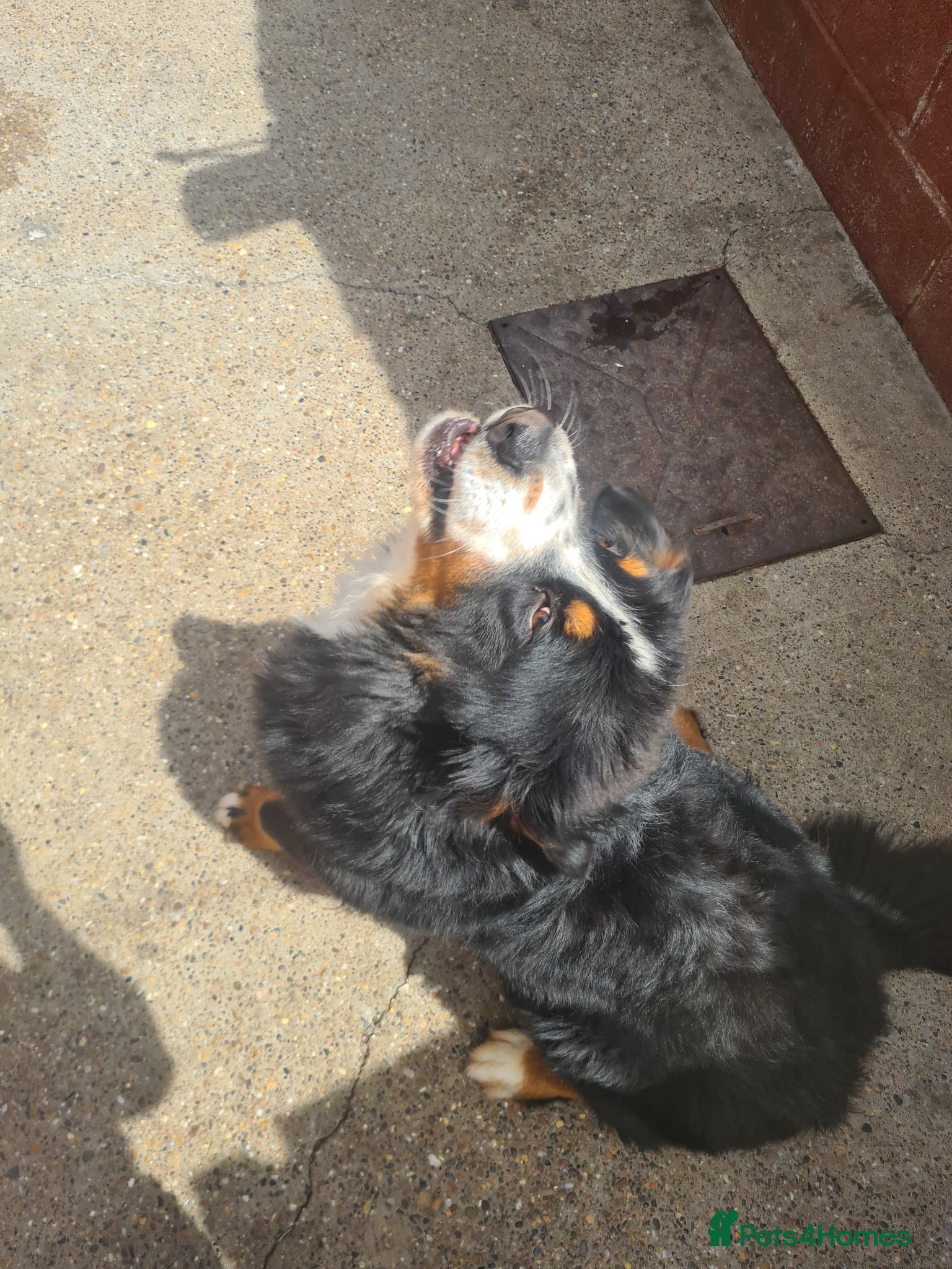 Bernese Mountain Dog dogs for sale: Bernese Mountain Dog  in Nottingham - Advert 6