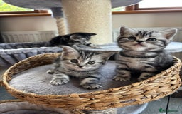 British Shorthair cats for sale: ❤️💙 GORGEOUS SILVER TABBY BSH CHAMPION LINES 💙❤️ - Image 6