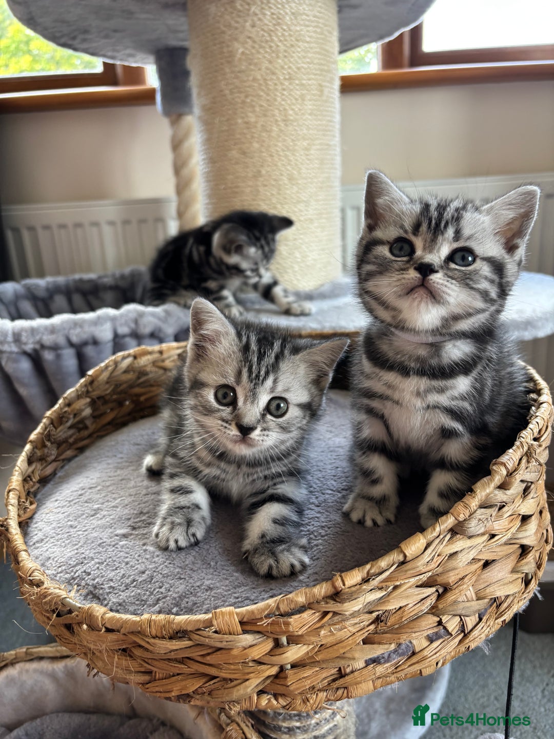 British Shorthair cats for sale: ❤️💙 GORGEOUS SILVER TABBY BSH CHAMPION LINES 💙❤️ - Image 6