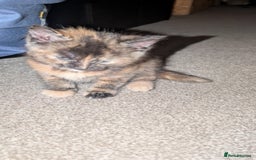 Maine Coon cats for sale: Main coon cross with British short hair - Image 6