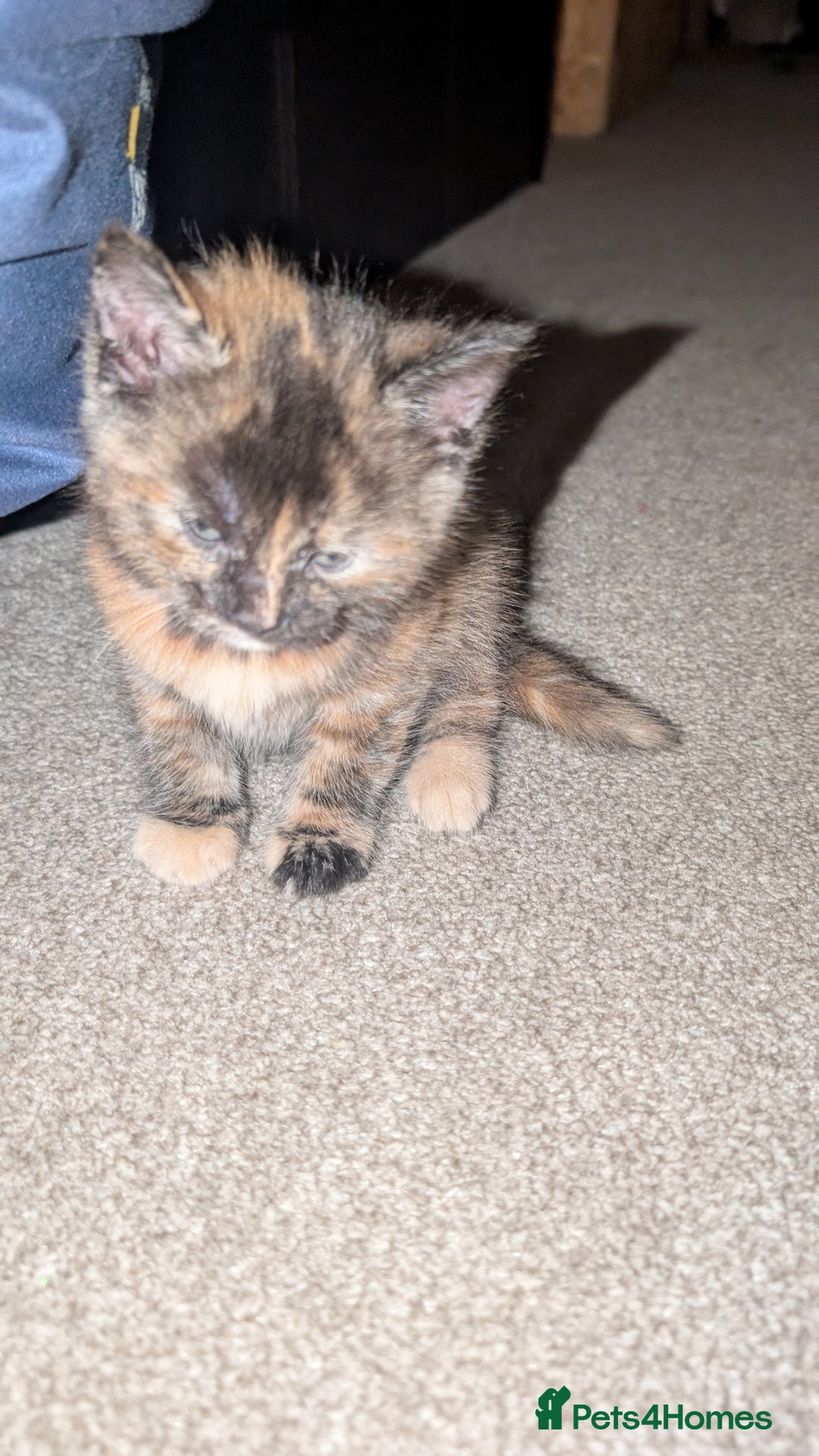 Maine Coon cats for sale: Main coon cross with British short hair - Image 6