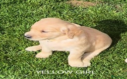 Golden Retriever dogs for sale: KC GOLDEN RETRIEVER PUPPIES HEALTH TESTED PARENTS  - Image 25