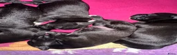 Miniature Schnauzer dogs for sale: KC MINI SCHNAUZER PUPS - Advert 2
