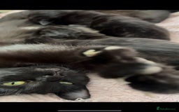 Domestic Shorthair cats for sale: Black kittens - Image 6