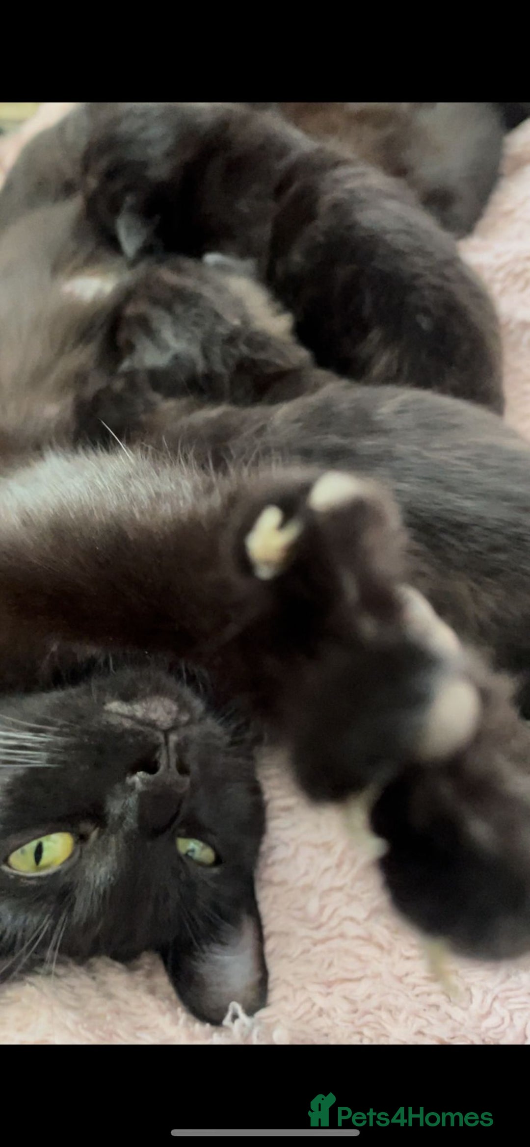 Domestic Shorthair cats for sale: Black kittens - Image 6