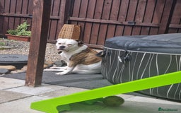 American Bulldog dogs for sale: Puppys - Image 2