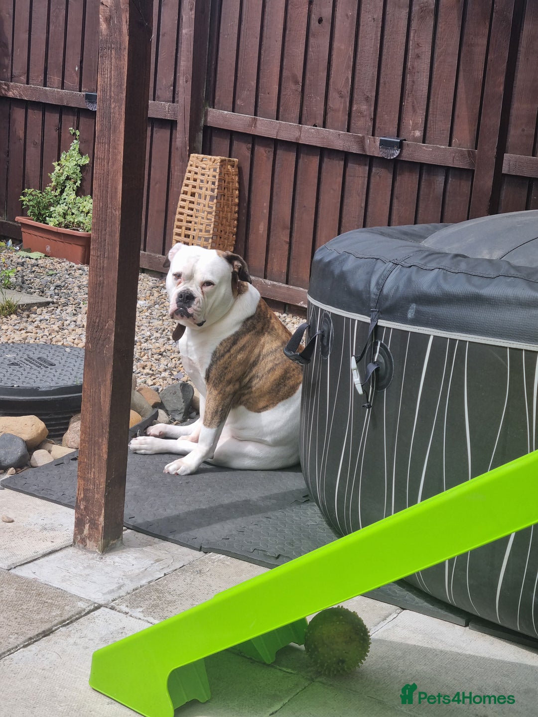 American Bulldog dogs for sale: Puppys - Image 2