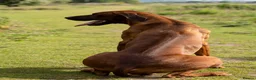 Rhodesian Ridgeback dogs for sale: KC Rhodesian Ridgebacks - Advert 18