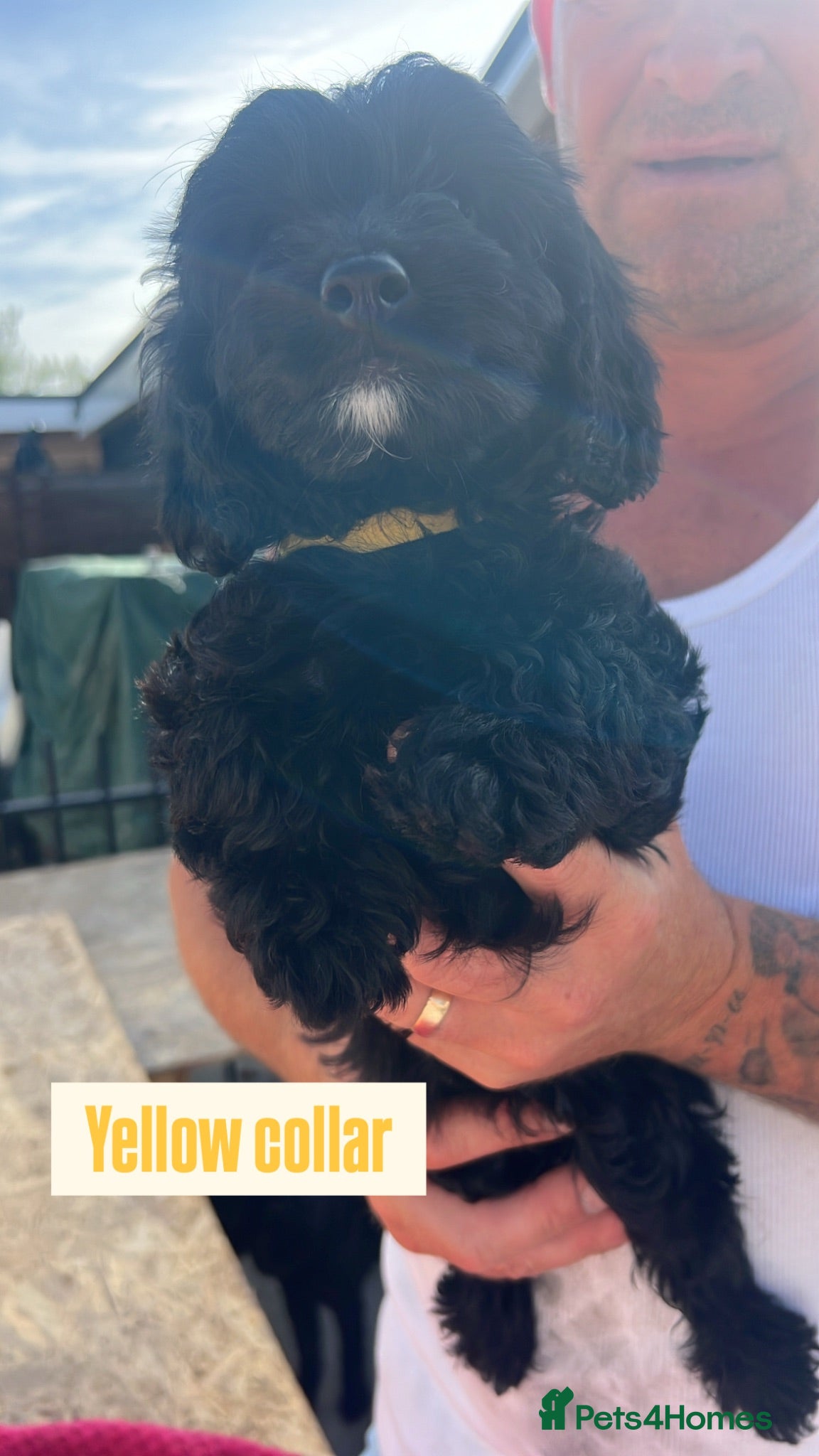 Cockapoo dogs for sale: F1b cockapoo puppies LAST GIRL AVAILABLE  - Advert 1
