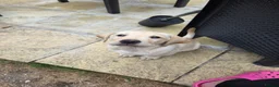 Labrador Retriever dogs for sale: If Carlsberg made lab puppies 🤣❤️ - Advert 2