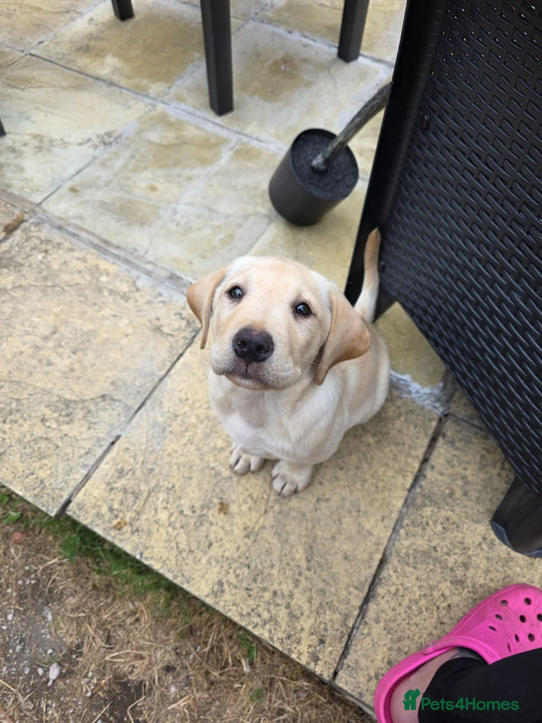 Labrador Retriever dogs for sale: If Carlsberg made lab puppies 🤣❤️ - Advert 2