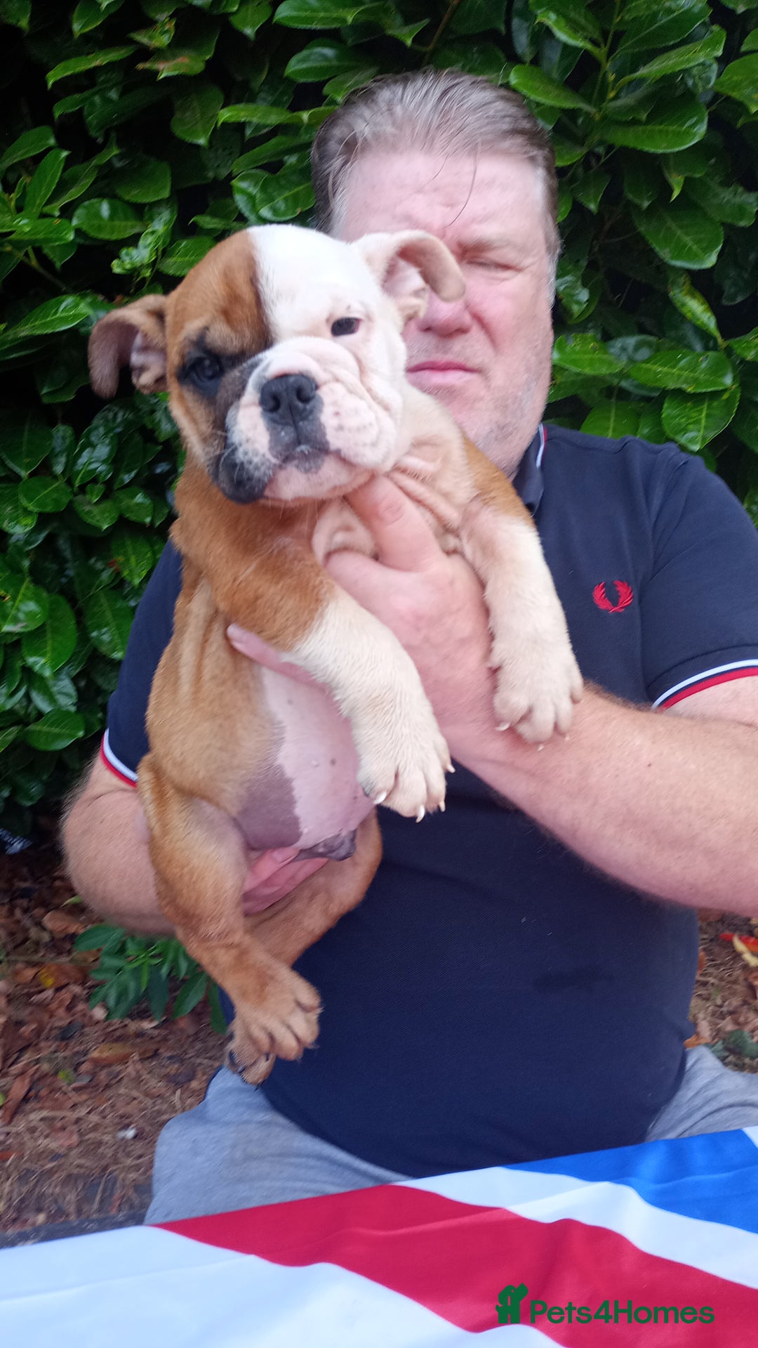 Old Tyme Bulldog dogs for sale: Victorian Bulldogs HEALTH TESTED - Image 9
