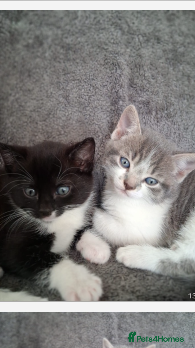 Mixed Breed cats for sale: Millie and Molly - Advert 1