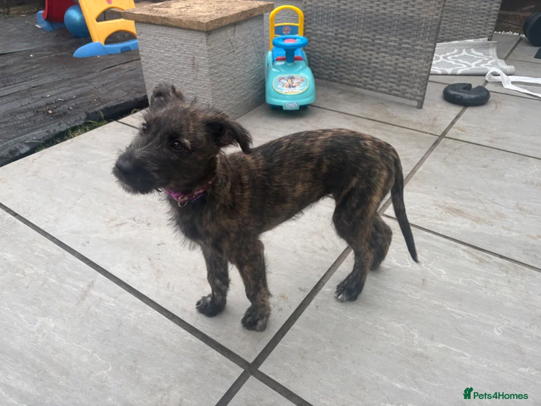 Mixed Breed dogs for sale: Girl pup deer hound cross Bedlington lurcher  - Advert 2