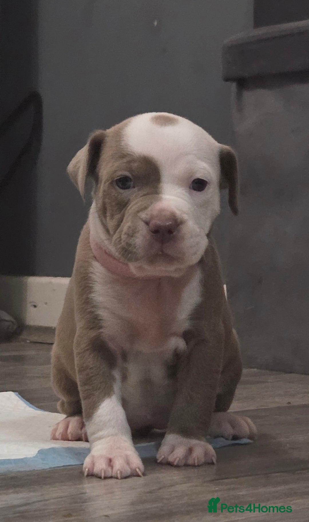 Mixed Breed dogs for sale: Old english bulldog cross american bulldog 😍❤️  - Advert 27