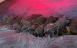 Cocker Spaniel dogs for sale: Stunning Show type Cocker Spaniels - Image 1