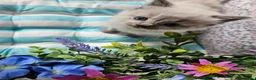 Ragdoll cats for sale: Ragdoll - Advert 19