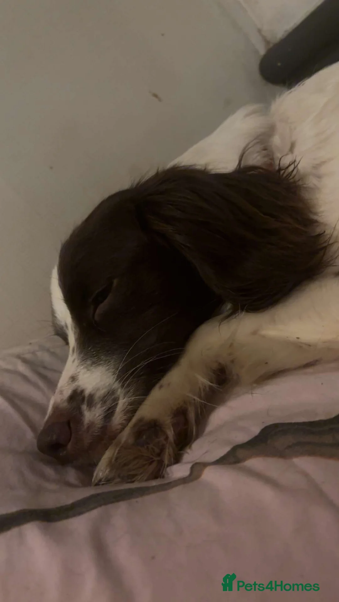 Cockapoo dogs for sale: Cockapoo puppies  - Advert 17