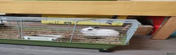 Netherland Dwarf rabbits for sale: Netherland Dwarf Rabbit  - Advert 10