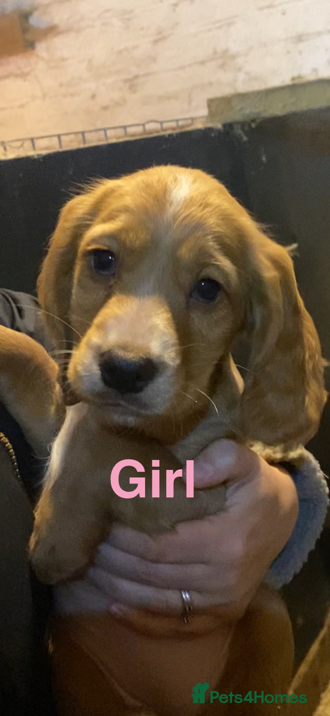 Cocker Spaniel dogs for sale: COCKER SPANIELS Fully Vaccinated Ready Now  - Advert 9