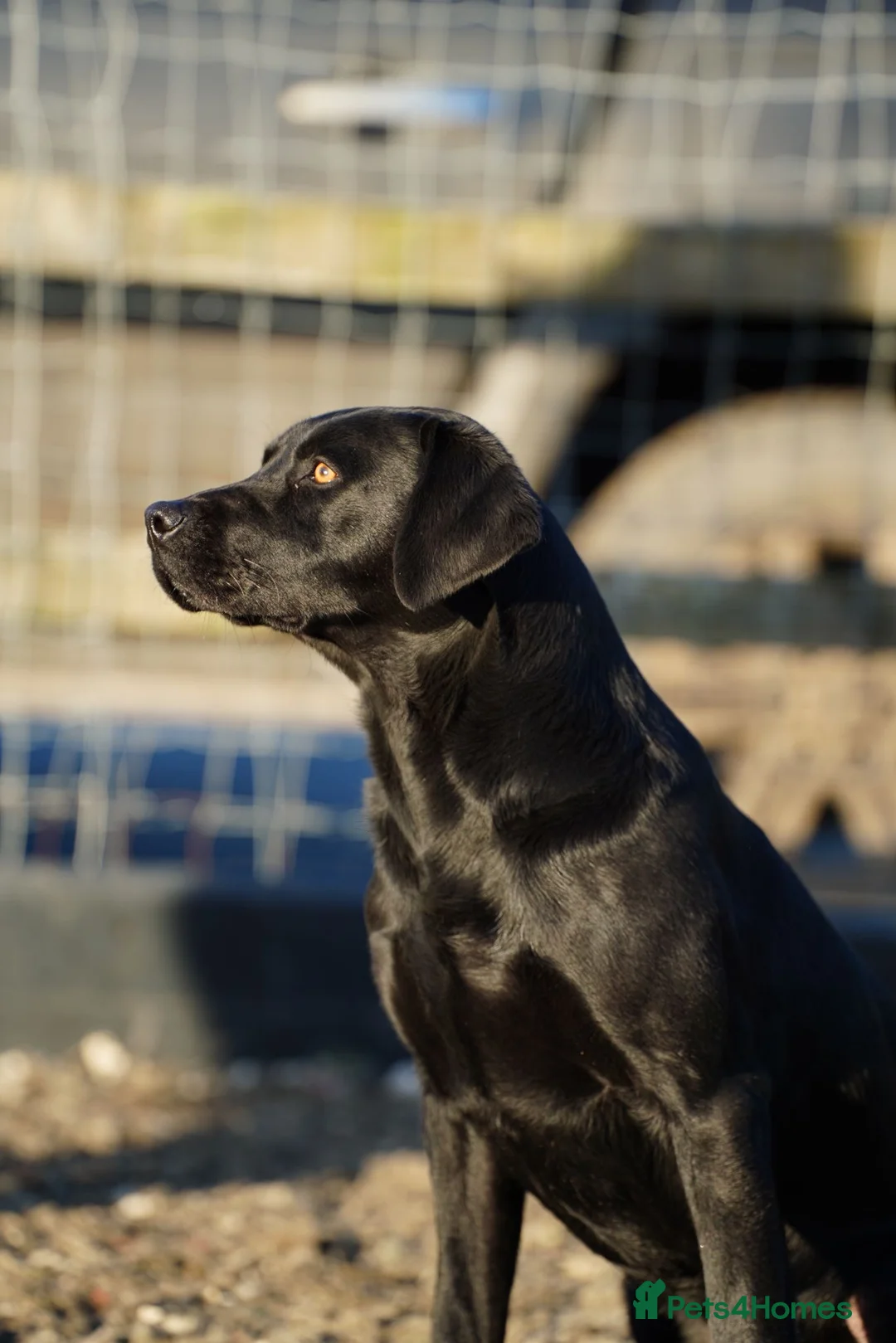 Labrador Retriever dogs for stud: Labrador retriever stud  - Advert 3
