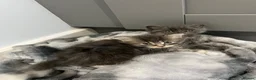 British Longhair cats for sale: Long haired kittens  - Advert 3