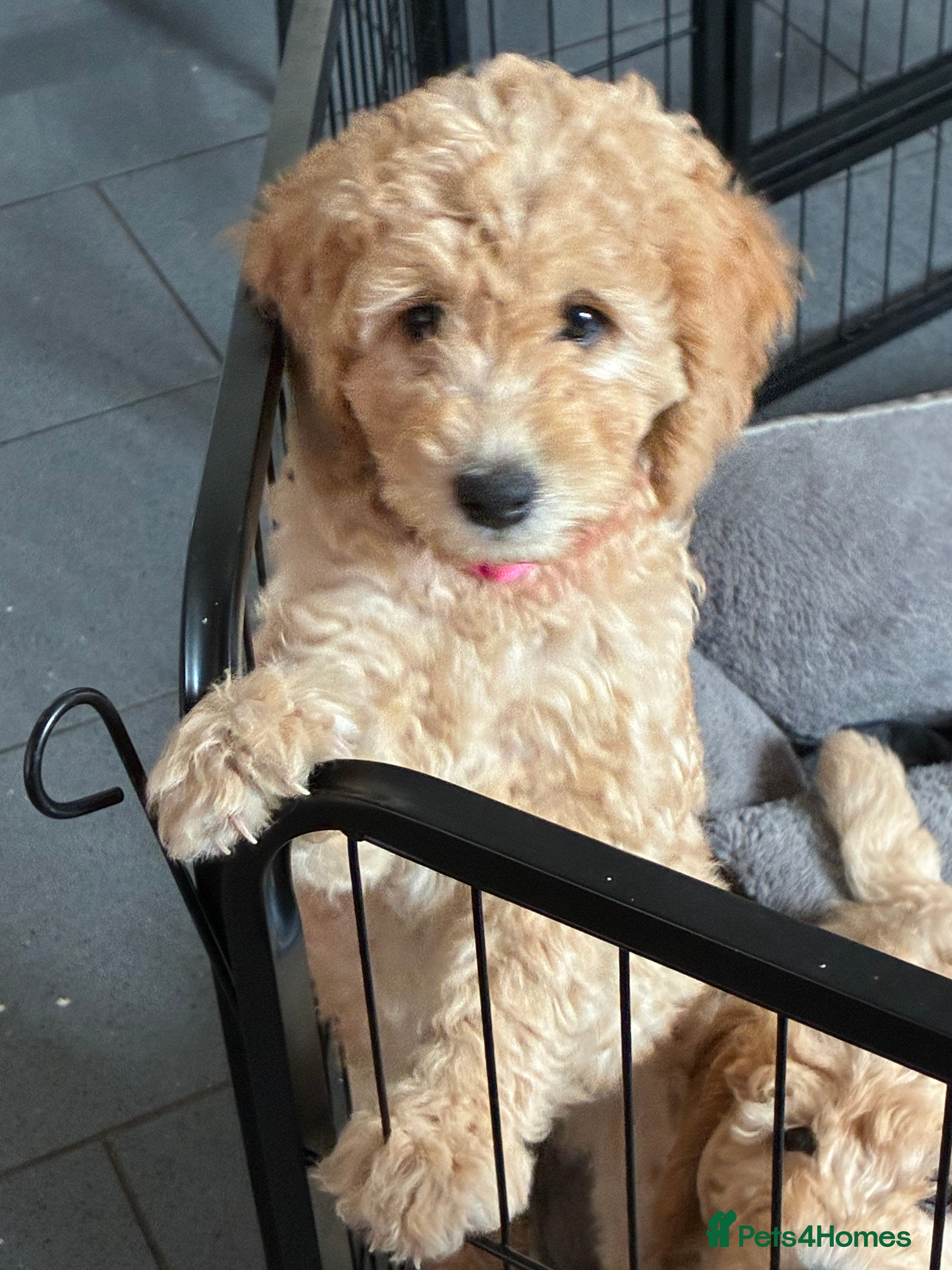 Mini Goldendoodle dogs F2 golden doodle puppies - Advert 2