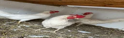 Chickens poultry for sale: White Leghorns Pullets Layers - Advert 2