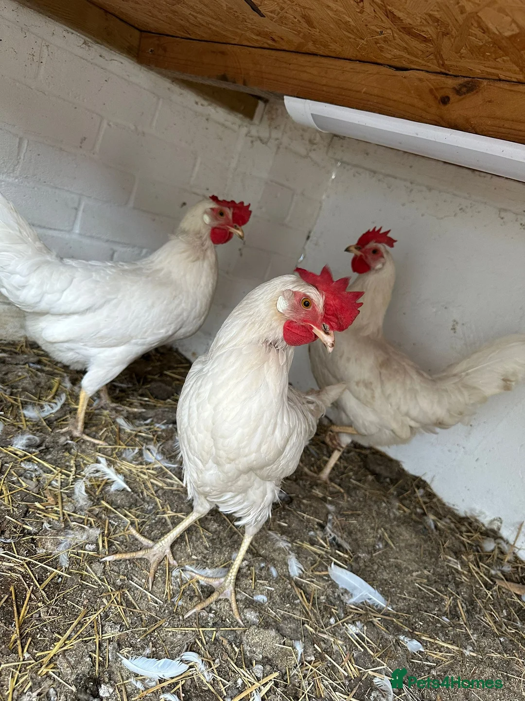 Chickens poultry for sale: White Leghorns Pullets Layers - Advert 2