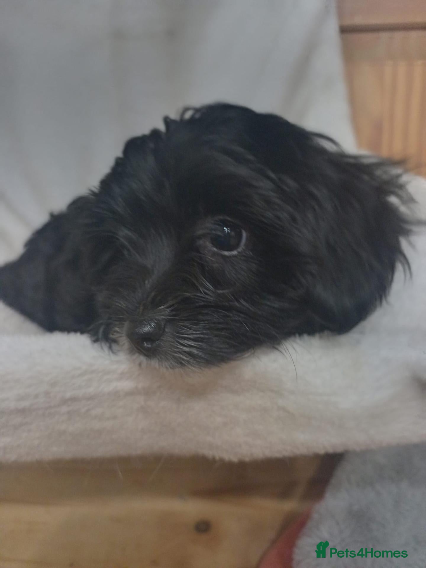 Yorkiepoo dogs Yorkiepoo puppys - Advert 1