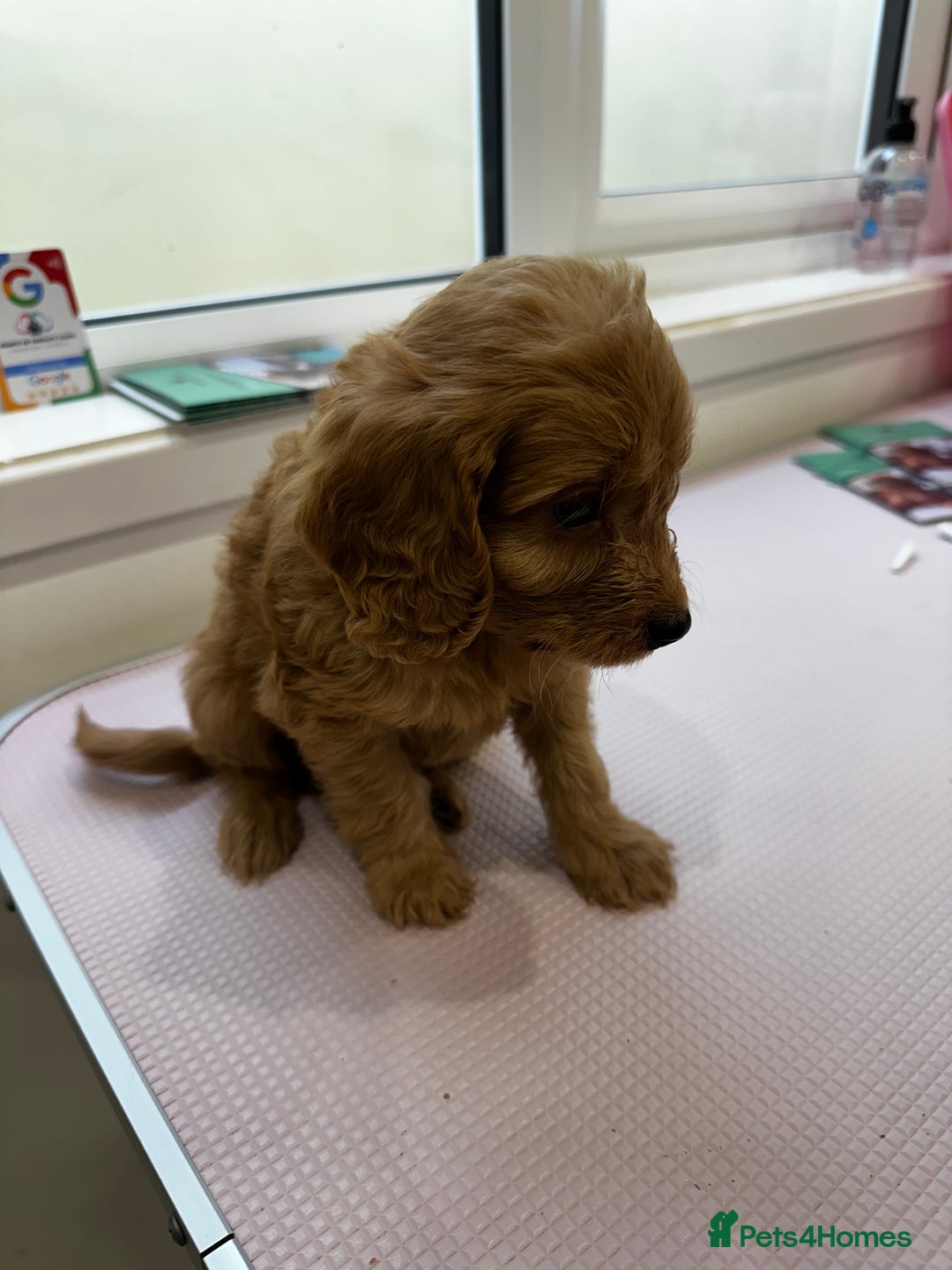 Cockapoo dogs for sale: F1 cockapoo puppies ♥️💙 - Image 16