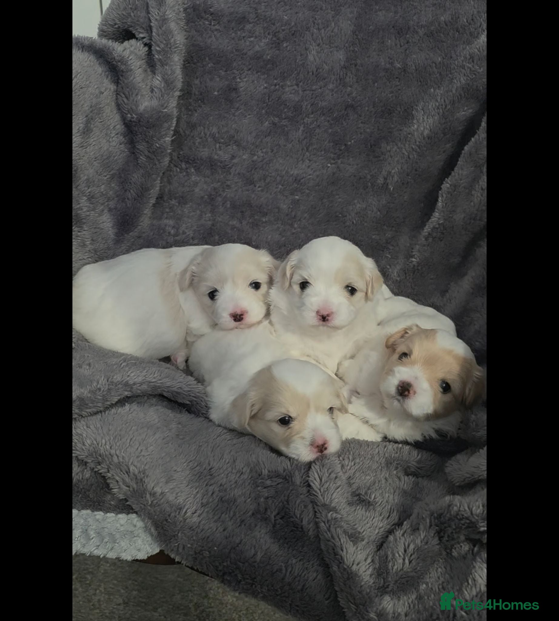 Coton De Tulear dogs Gorgeous Coton de Tulear puppies KC registered - Advert 1