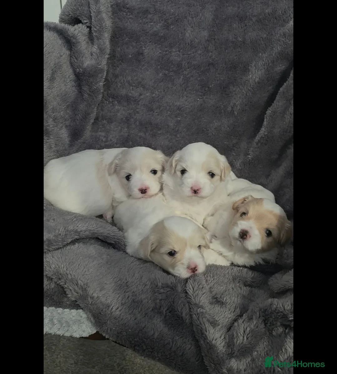 Coton De Tulear dogs for sale: Gorgeous Coton de Tulear puppies KC registered - Advert 1